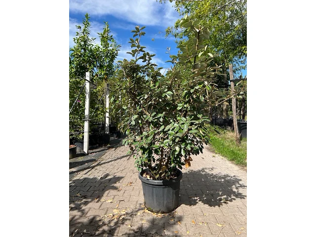 4x olijfwilg, elaeagnus ebbingei, haagplant, wintergroen, ca. 125-175 cm hoog - afbeelding 3 van  5