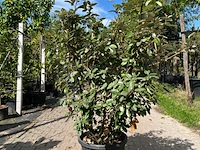 4x olijfwilg, elaeagnus ebbingei, haagplant, wintergroen, ca. 125-175 cm hoog - afbeelding 3 van  5