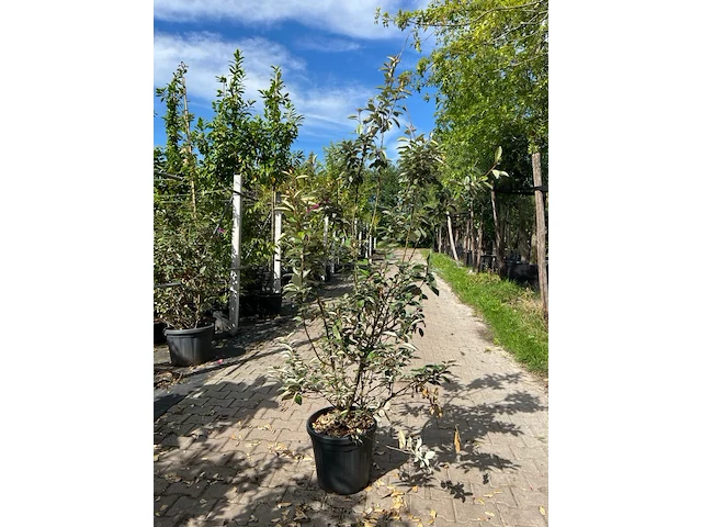 4x olijfwilg, elaeagnus ebbingei, haagplant, wintergroen, ca. 125-175 cm hoog - afbeelding 4 van  5