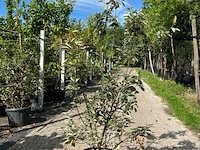 4x olijfwilg, elaeagnus ebbingei, haagplant, wintergroen, ca. 125-175 cm hoog - afbeelding 4 van  5