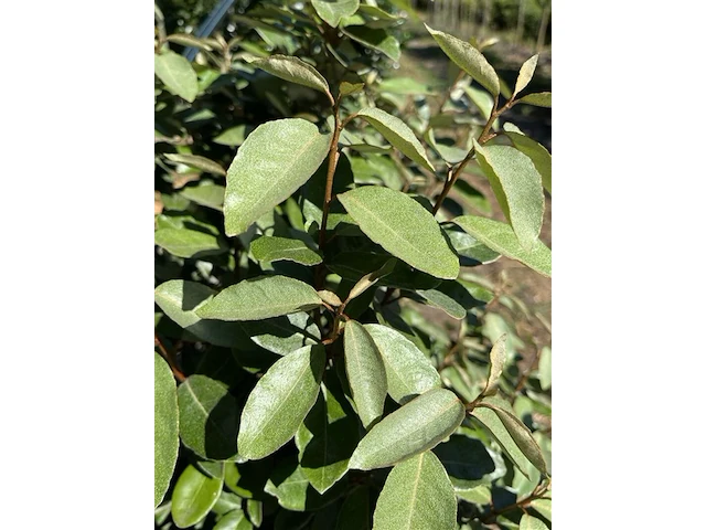 4x olijfwilg, elaeagnus ebbingei, haagplant, wintergroen, ca. 125-175 cm hoog - afbeelding 5 van  5