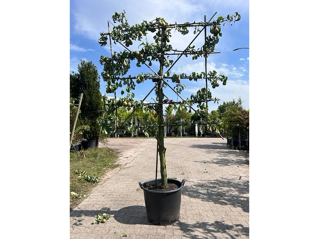 4x perenboom, pyrus 'conference', leiboom, vruchtdragend, ca. 2-2.5 m hoog - afbeelding 1 van  5