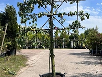 4x perenboom, pyrus 'conference', leiboom, vruchtdragend, ca. 2-2.5 m hoog