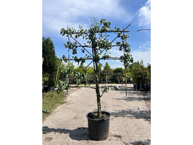 4x perenboom, pyrus 'conference', leiboom, vruchtdragend, ca. 2-2.5 m hoog - afbeelding 2 van  5