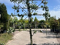 4x perenboom, pyrus 'conference', leiboom, vruchtdragend, ca. 2-2.5 m hoog - afbeelding 2 van  5