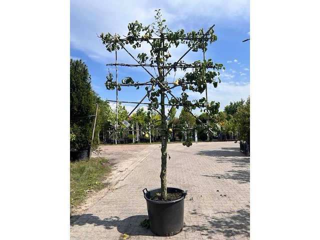 4x perenboom, pyrus 'conference', leiboom, vruchtdragend, ca. 2-2.5 m hoog - afbeelding 3 van  5