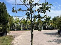 4x perenboom, pyrus 'conference', leiboom, vruchtdragend, ca. 2-2.5 m hoog - afbeelding 3 van  5