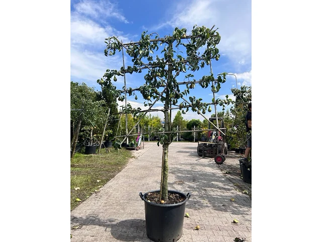4x perenboom, pyrus 'conference', leiboom, vruchtdragend, ca. 2-2.5 m hoog - afbeelding 4 van  5