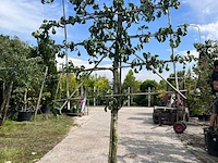 4x perenboom, pyrus 'conference', leiboom, vruchtdragend, ca. 2-2.5 m hoog - afbeelding 4 van  5