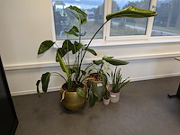 4x plant in pot - afbeelding 1 van  4