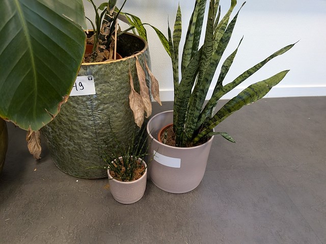 4x plant in pot - afbeelding 2 van  4