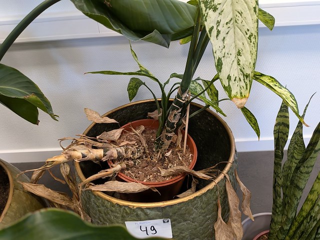 4x plant in pot - afbeelding 3 van  4