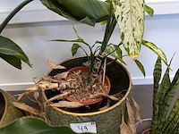 4x plant in pot - afbeelding 3 van  4