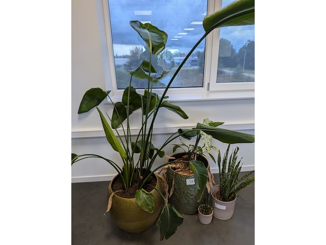 4x plant in pot - afbeelding 4 van  4