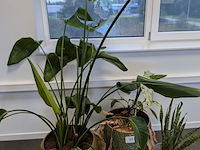4x plant in pot - afbeelding 4 van  4