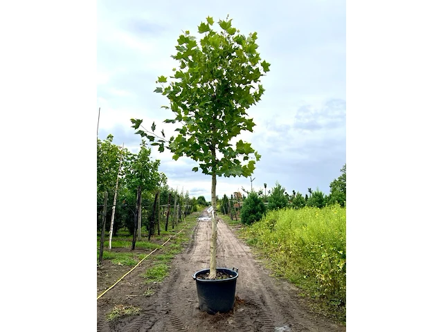 4x plataan, platanus hispanica, hoogstam, ca. 5 m hoog - afbeelding 1 van  4