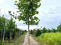 4x plataan, platanus hispanica, hoogstam, ca. 5 m hoog