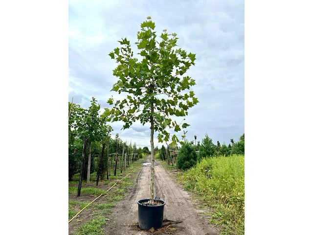 4x plataan, platanus hispanica, hoogstam, ca. 5 m hoog - afbeelding 2 van  4