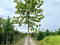 4x plataan, platanus hispanica, hoogstam, ca. 5 m hoog - afbeelding 2 van  4