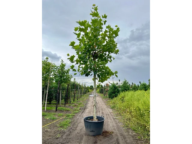 4x plataan, platanus hispanica, hoogstam, ca. 5 m hoog - afbeelding 3 van  4