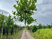 4x plataan, platanus hispanica, hoogstam, ca. 5 m hoog - afbeelding 3 van  4