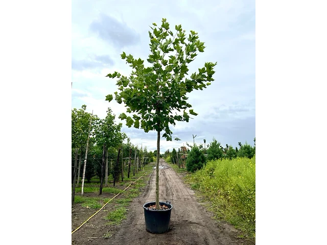 4x plataan, platanus hispanica, hoogstam, ca. 5 m hoog - afbeelding 4 van  4