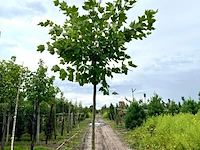 4x plataan, platanus hispanica, hoogstam, ca. 5 m hoog - afbeelding 4 van  4