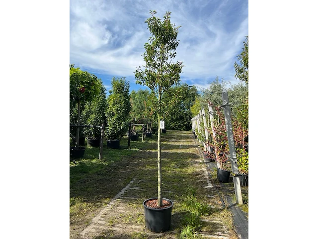 4x portugese laurier, prunus 'angustifolia', bolvorm, wintergroen, ca. 3 m hoog - afbeelding 1 van  2