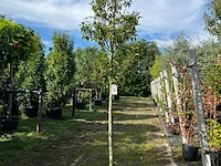 4x portugese laurier, prunus 'angustifolia', bolvorm, wintergroen, ca. 3 m hoog