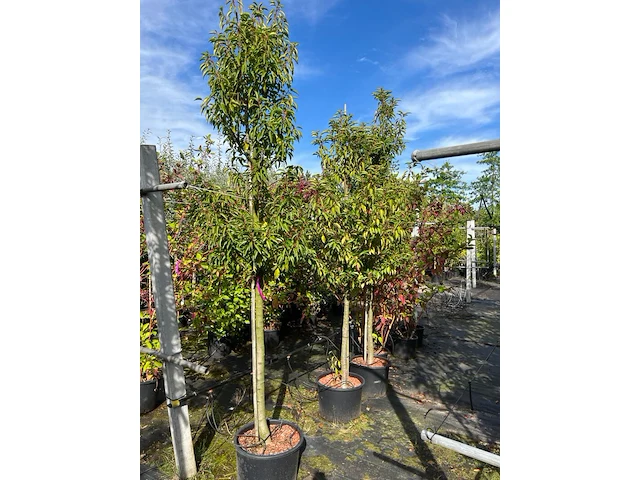 4x portugese laurier, prunus 'angustifolia', bolvorm, wintergroen, ca. 3 m hoog - afbeelding 2 van  2
