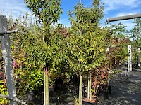 4x portugese laurier, prunus 'angustifolia', bolvorm, wintergroen, ca. 3 m hoog - afbeelding 2 van  2