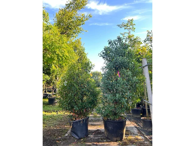 4x portugese laurier, prunus 'angustifolia', haagplant, wintergroen, ca. 175-225 cm hoog - afbeelding 1 van  2