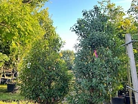 4x portugese laurier, prunus 'angustifolia', haagplant, wintergroen, ca. 175-225 cm hoog