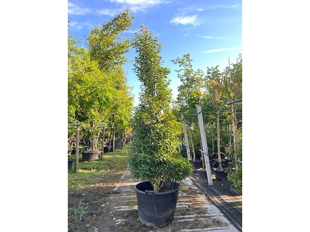 4x portugese laurier, prunus 'angustifolia', haagplant, wintergroen, ca. 200-250 cm hoog - afbeelding 1 van  4