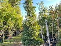 4x portugese laurier, prunus 'angustifolia', haagplant, wintergroen, ca. 200-250 cm hoog