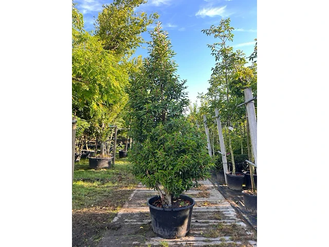 4x portugese laurier, prunus 'angustifolia', haagplant, wintergroen, ca. 200-250 cm hoog - afbeelding 2 van  4