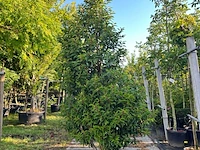 4x portugese laurier, prunus 'angustifolia', haagplant, wintergroen, ca. 200-250 cm hoog - afbeelding 2 van  4