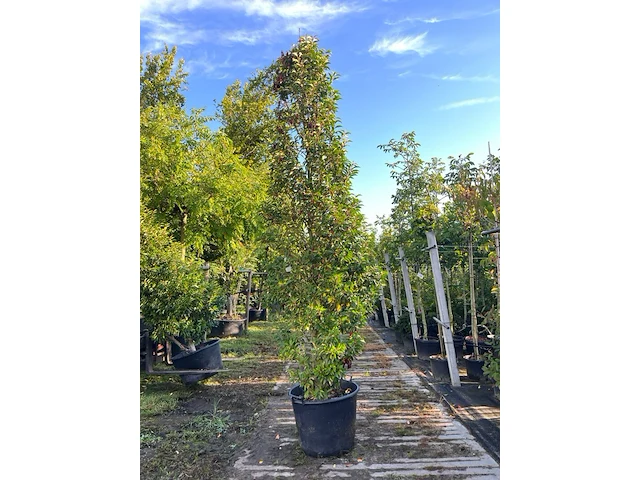 4x portugese laurier, prunus 'angustifolia', haagplant, wintergroen, ca. 200-250 cm hoog - afbeelding 3 van  4