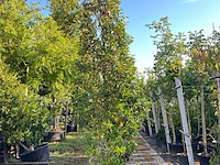 4x portugese laurier, prunus 'angustifolia', haagplant, wintergroen, ca. 200-250 cm hoog - afbeelding 3 van  4