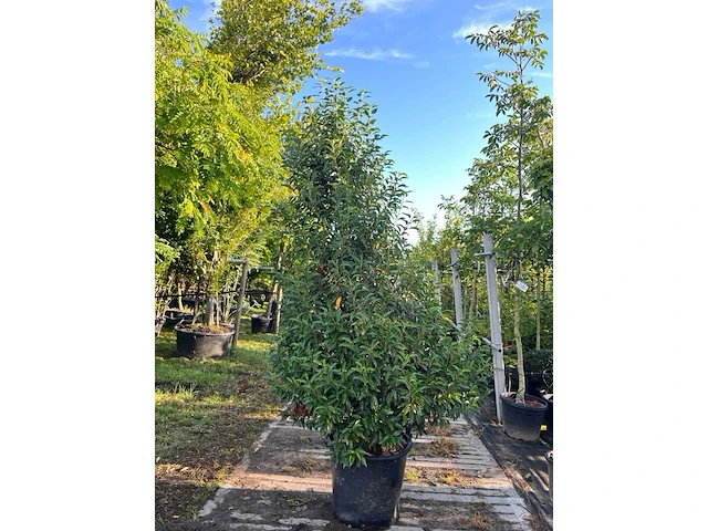 4x portugese laurier, prunus 'angustifolia', haagplant, wintergroen, ca. 200-250 cm hoog - afbeelding 4 van  4