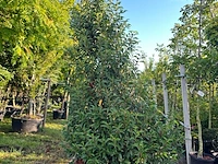 4x portugese laurier, prunus 'angustifolia', haagplant, wintergroen, ca. 200-250 cm hoog - afbeelding 4 van  4