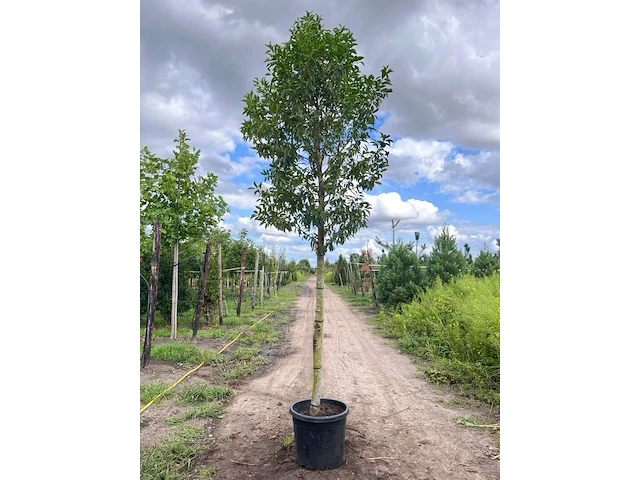 4x portugese laurier, prunus 'angustifolia', leigeschikt, wintergroen, ca. 3-4 m hoog - afbeelding 1 van  4