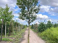 4x portugese laurier, prunus 'angustifolia', leigeschikt, wintergroen, ca. 3-4 m hoog