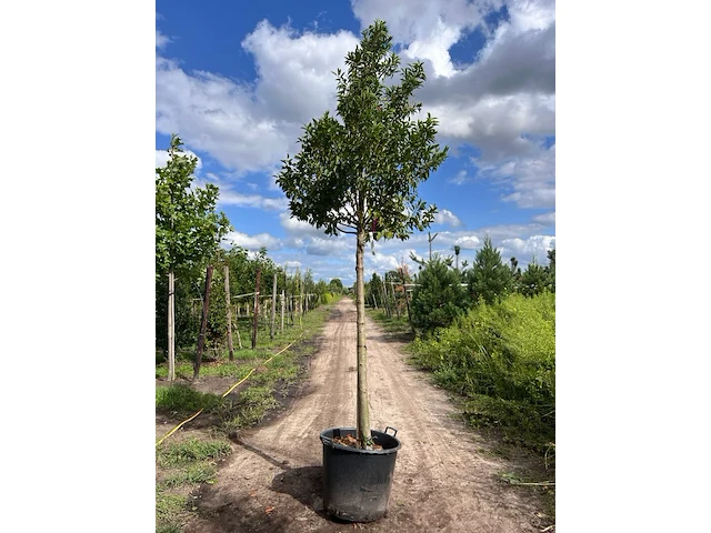 4x portugese laurier, prunus 'angustifolia', leigeschikt, wintergroen, ca. 3-4 m hoog - afbeelding 2 van  4