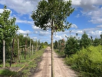 4x portugese laurier, prunus 'angustifolia', leigeschikt, wintergroen, ca. 3-4 m hoog - afbeelding 2 van  4