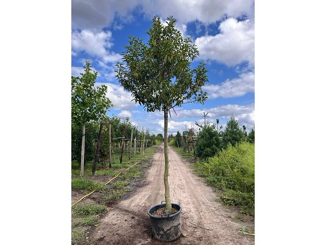4x portugese laurier, prunus 'angustifolia', leigeschikt, wintergroen, ca. 3-4 m hoog - afbeelding 3 van  4