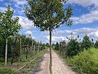 4x portugese laurier, prunus 'angustifolia', leigeschikt, wintergroen, ca. 3-4 m hoog - afbeelding 3 van  4