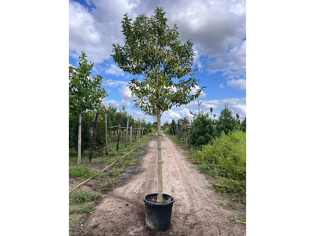 4x portugese laurier, prunus 'angustifolia', leigeschikt, wintergroen, ca. 3-4 m hoog - afbeelding 4 van  4