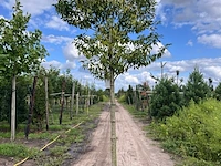 4x portugese laurier, prunus 'angustifolia', leigeschikt, wintergroen, ca. 3-4 m hoog - afbeelding 4 van  4