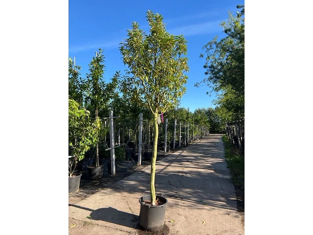 4x portugese laurier, prunus lusitanica, hoogstam, wintergroen, ca. 3-3.5 m hoog - afbeelding 1 van  4